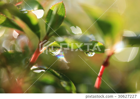 Two drops shining under the leaves Two drops shining under the leaves 30627227