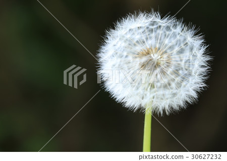 黑背上的蒲公英絨毛 30627232