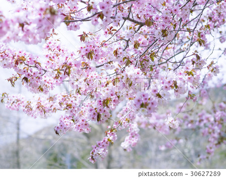 櫻花（高調） 30627289