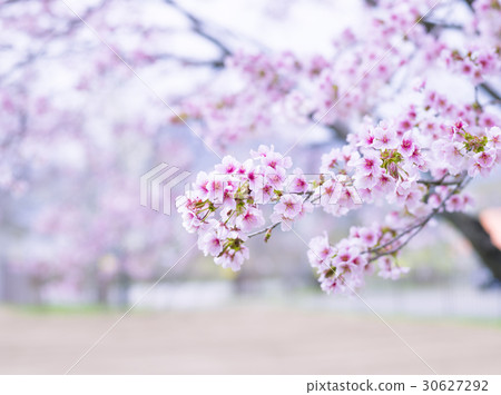 Miyamakazakura (high key) Miyamakazakura (high key) 30627292