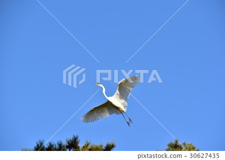 Flight of Daisygi with blue sky back Flight of Daisygi with blue sky back 30627435