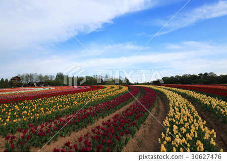 Chulip 1751 30627476