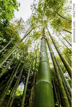  Bamboo grove 30627549