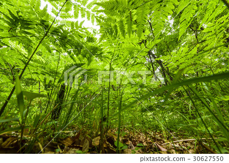 Fresh green 30627550