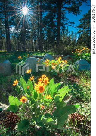 Sunburst Around Lake Tahoe Area Sunburst Around Lake Tahoe Area 30627617