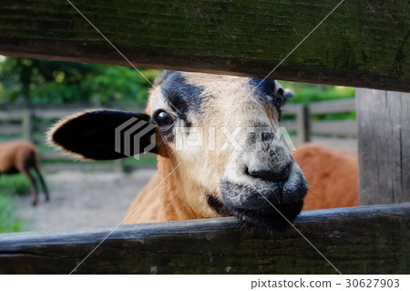 巴貝多綿羊 巴貝多綿羊 30627903