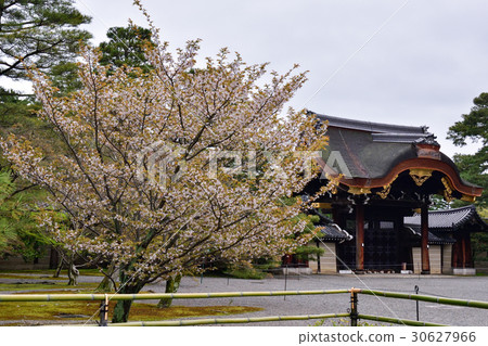 京都御所和服和櫻花 30627966