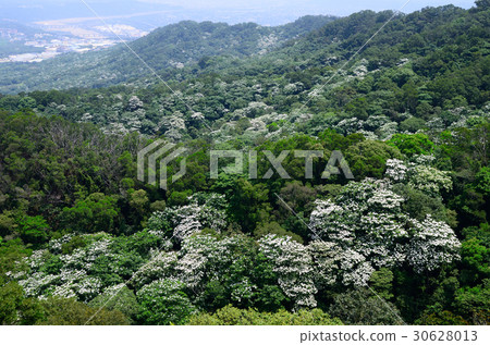 Tung tree flower 30628013