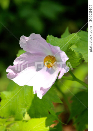 Shiraneeao（豬苗代町） 30628405