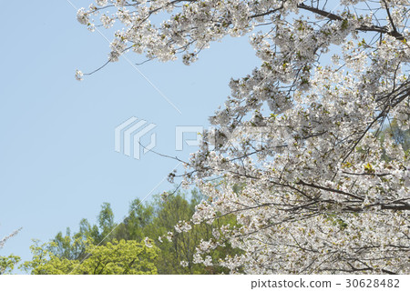 Sakura in Hokkaido Sakura in Hokkaido 30628482