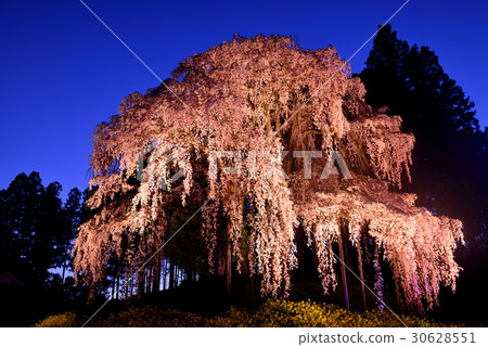 Weeping cherry blossoms at the battlefield Weeping cherry blossoms at the battlefield 30628551