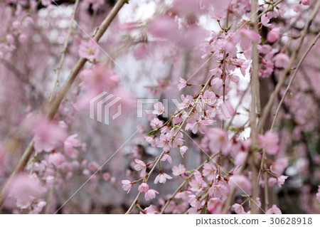 Jiyunji寺的Itzakura 30628918