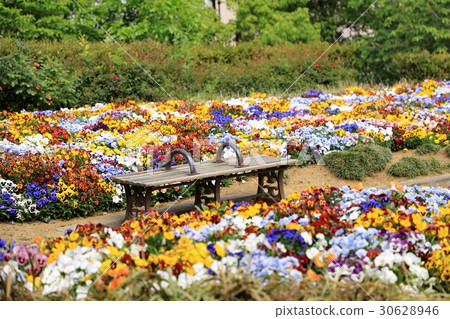 A bench surrounded by a pansy A bench surrounded by a pansy 30628946