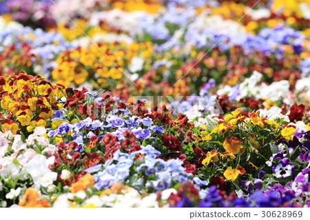 蝴蝶花花有被弄髒的背景 蝴蝶花花有被弄髒的背景 30628969
