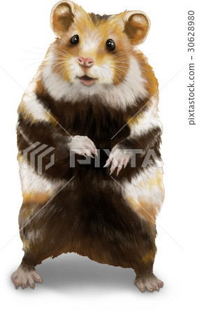 Hamster illustration 30628980