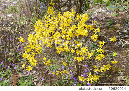 Forsythia 30629014