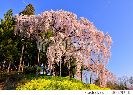 Weeping cherry blossoms at the battlefield 30629208