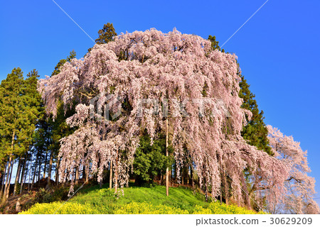 Weeping cherry blossoms at the battlefield Weeping cherry blossoms at the battlefield 30629209
