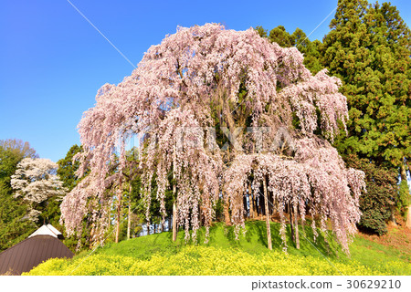 Weeping cherry blossoms at the battlefield Weeping cherry blossoms at the battlefield 30629210
