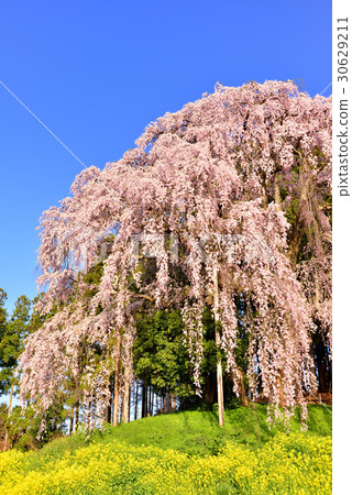 Weeping cherry blossoms at the battlefield Weeping cherry blossoms at the battlefield 30629211
