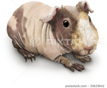 Skinny Guinea pig illustration Skinny Guinea pig illustration 30629642