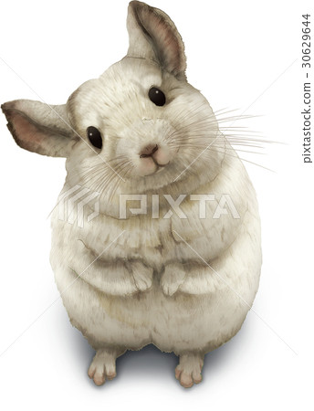 Chinchilla illustration Chinchilla illustration 30629644