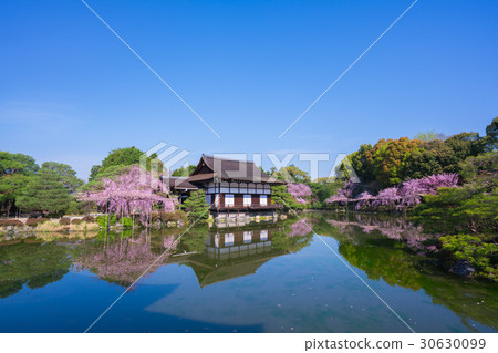 京都平安神宮神宮神社櫻花 30630099