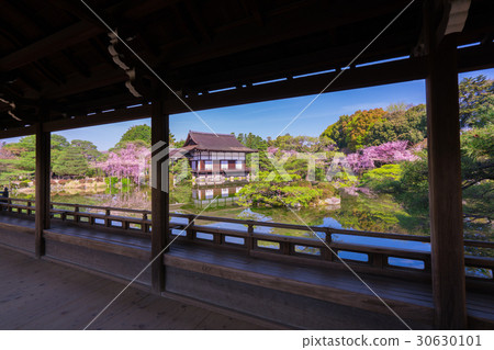 京都平安神宮神宮神社櫻花 照片素材 圖片 圖庫