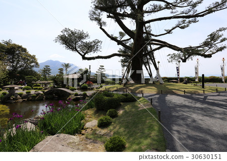 森巴花園的櫻島 30630151