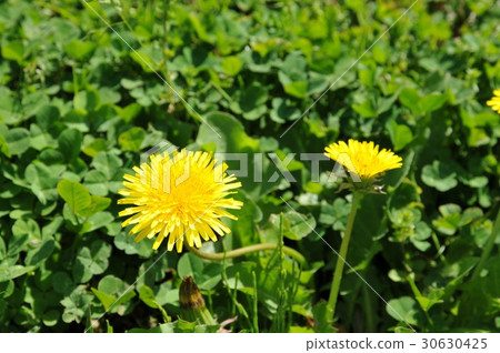  Dandelion 30630425
