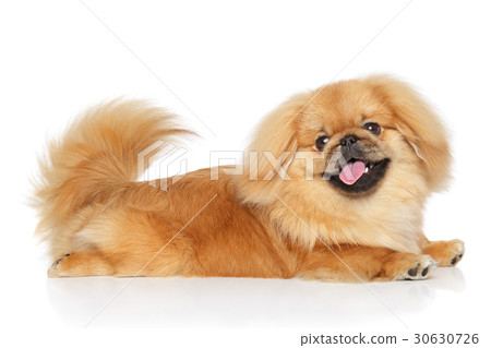 Pekingese dog in front of white background Pekingese dog in front of white background 30630726