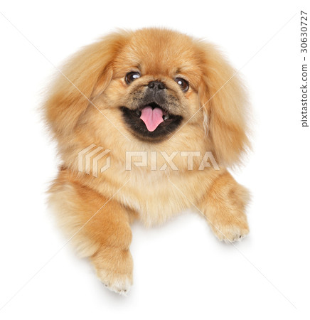 Pekingese dog above banner 30630727