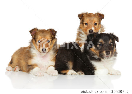 Shetland Sheepdog liter Shetland Sheepdog liter 30630732