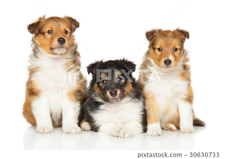 Shetland Sheepdog puppies on white Shetland Sheepdog puppies on white 30630733