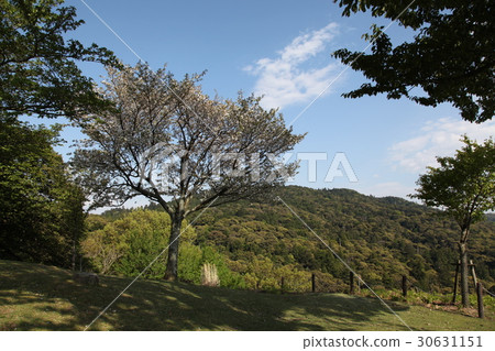 Wakakusayama Cherry 30631151