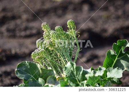 Flowers in broccoli left unharvested Flowers in broccoli left unharvested 30631225