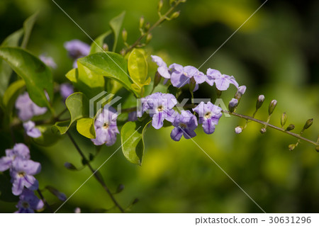 Small white mix violet flower Small white mix violet flower 30631296