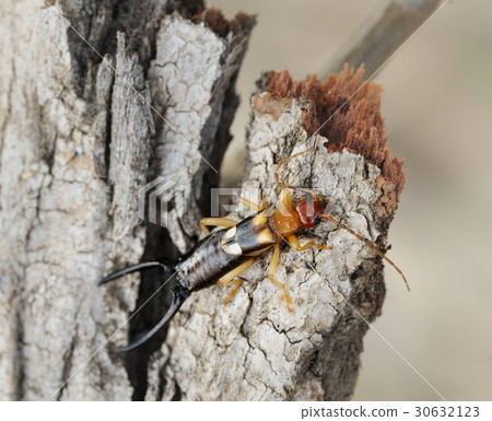 earwig on the bark earwig on the bark 30632123
