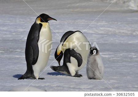 Emperor Penguins with chicks 30632505