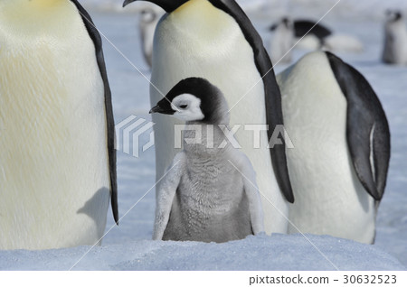 Emperor Penguins with chicks 30632523