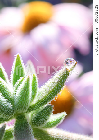 Succulent plants 30632528