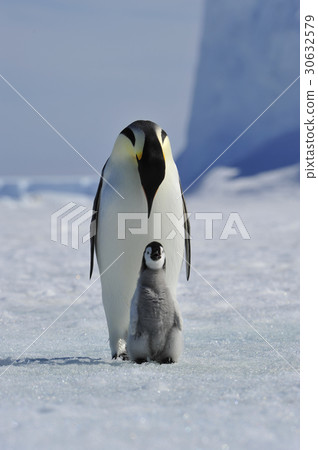 Emperor Penguin with chick 30632579