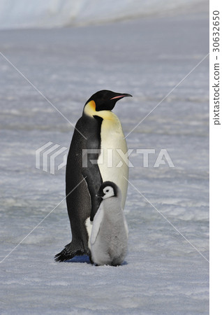 Emperor Penguin with chick 30632650