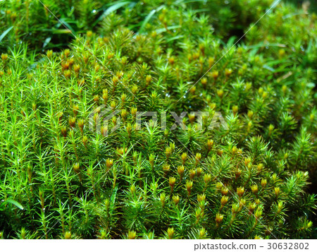 Sugarba 5 Sugarba 5 30632802