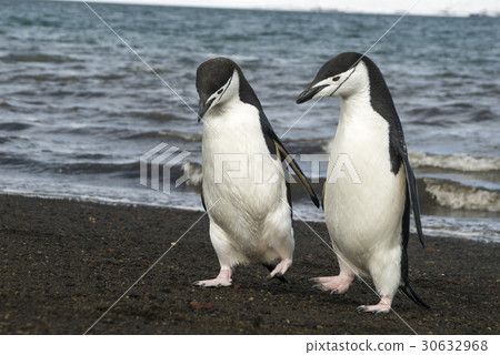 Chinstrap Penguin on the beach 30632968