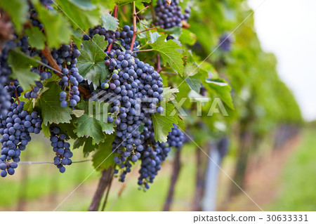 Branch of red wine grapes Branch of red wine grapes 30633331