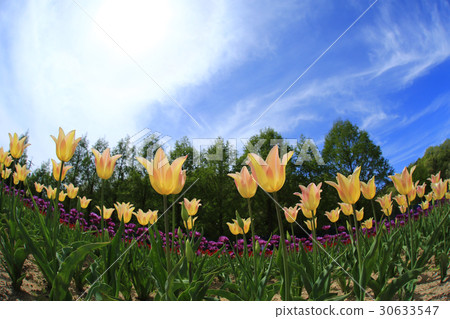 Tulip 1272 30633547