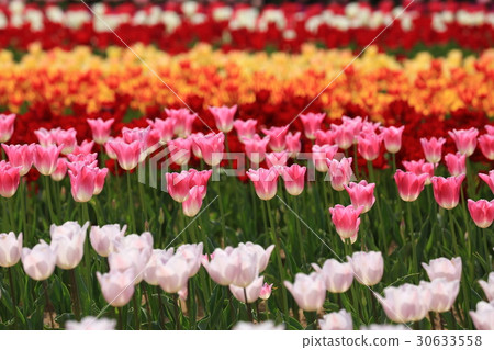 鬱金香1316 30633558