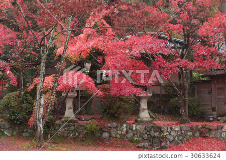 Shooting the autumn Ohara-shrine in Ohara-shi, Nishikyo-ku, Kyoto City Shooting the autumn Ohara-shrine in Ohara-shi, Nishikyo-ku, Kyoto City 30633624