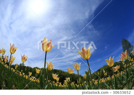 鬱金香1218 30633652